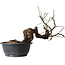 Prunus mume rosado, 45 cm, ± 15 años