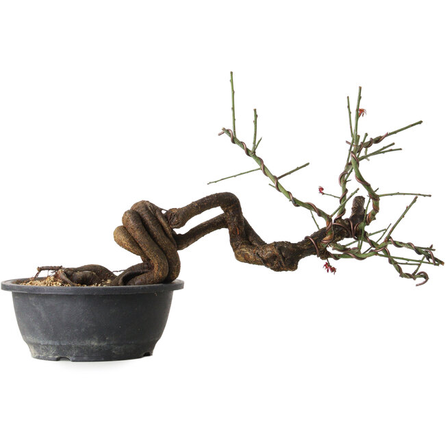 Prunus mume rosado, 45 cm, ± 15 años