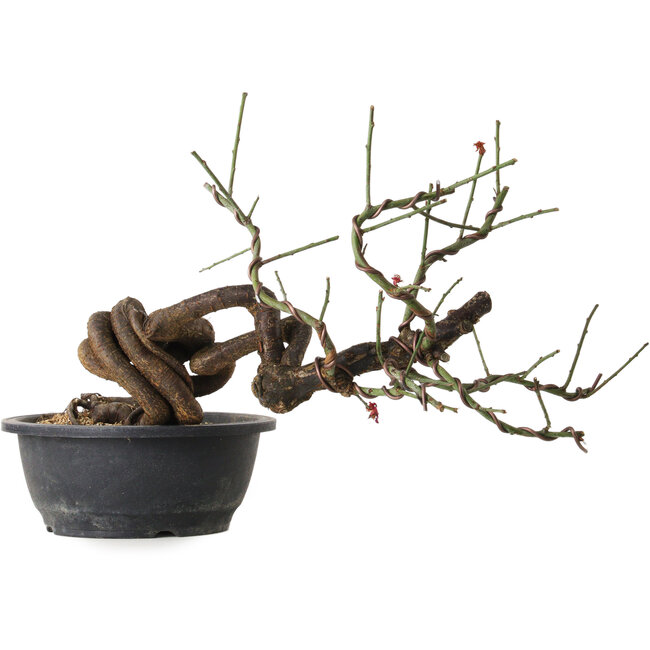 Prunus mume pink, 45 cm, ± 15 Jahre alt