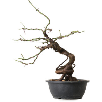 Prunus mume rosado, 45 cm, ± 15 años