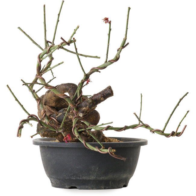 Prunus mume rosado, 45 cm, ± 15 años