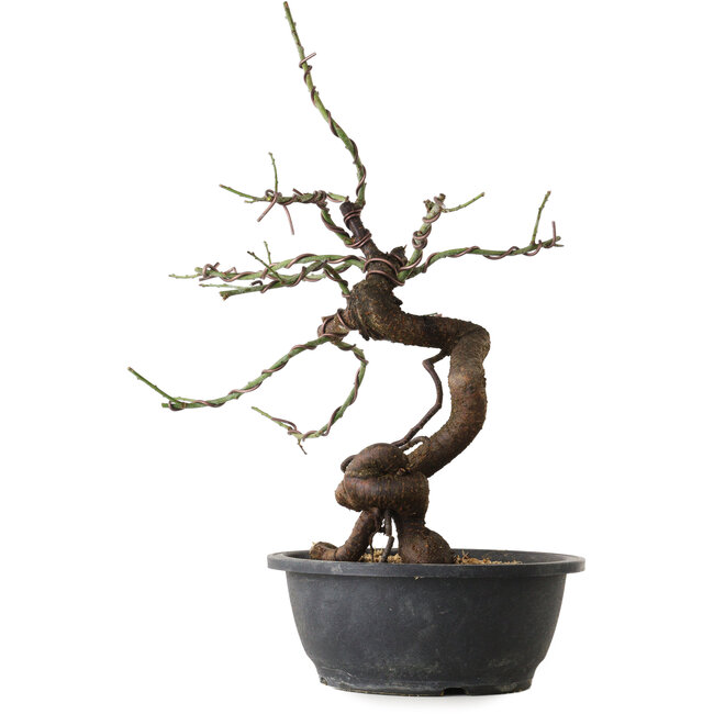 Prunus mume pink, 45 cm, ± 15 jaar oud