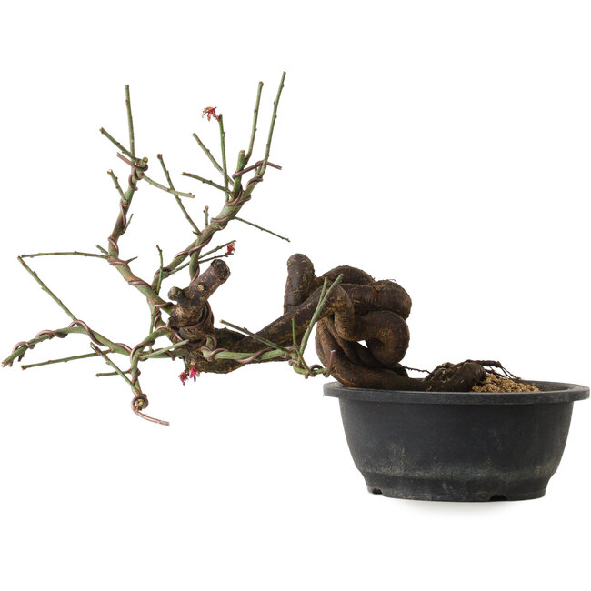 Prunus mume rosado, 45 cm, ± 15 años