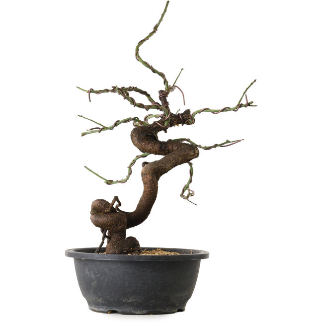 Prunus mume pink, 45 cm, ± 15 years old