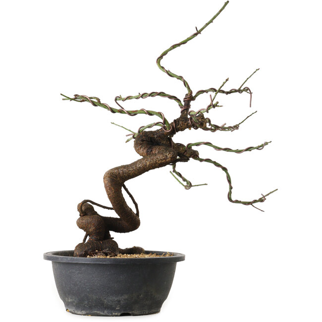 Prunus mume pink, 45 cm, ± 15 jaar oud