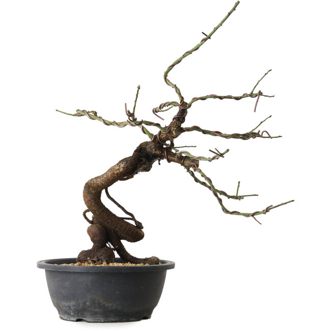 Prunus mume pink, 45 cm, ± 15 jaar oud