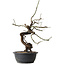 Prunus mume pink, 45 cm, ± 15 jaar oud