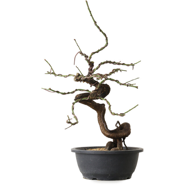 Prunus mume rosado, 45 cm, ± 15 años