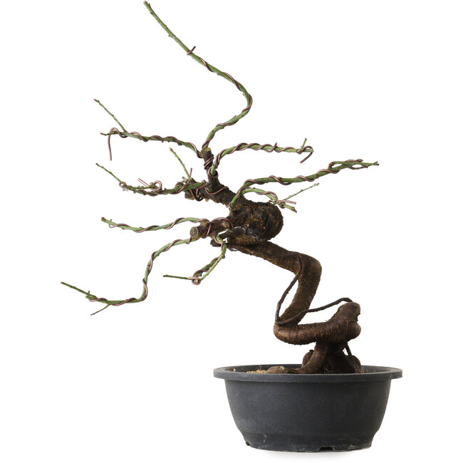 Prunus mume rosado, 45 cm, ± 15 años