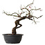 Prunus mume pink, 40 cm, ± 15 jaar oud