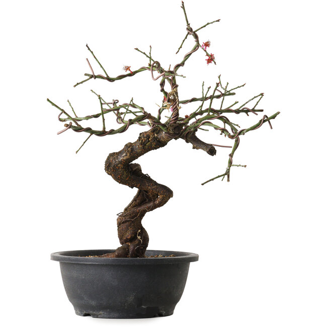 Prunus mume pink, 40 cm, ± 15 jaar oud