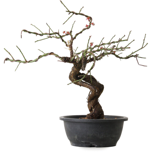 Prunus mume pink, 40 cm, ± 15 Jahre alt