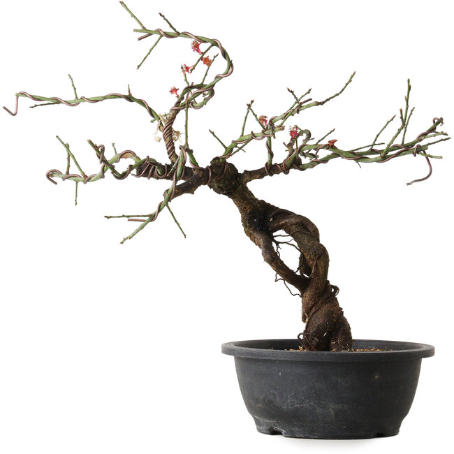 Prunus mume rosado, 40 cm, ± 15 años