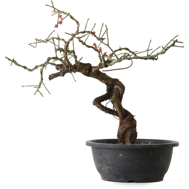 Prunus mume pink, 40 cm, ± 15 Jahre alt