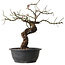 Prunus mume pink, 40 cm, ± 15 years old
