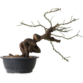 Prunus mume rosado, 36 cm, ± 15 años