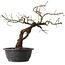 Prunus mume pink, 40 cm, ± 15 jaar oud