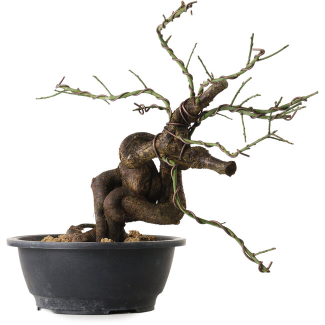 Prunus mume pink, 36 cm, ± 15 years old