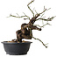 Prunus mume pink, 36 cm, ± 15 jaar oud