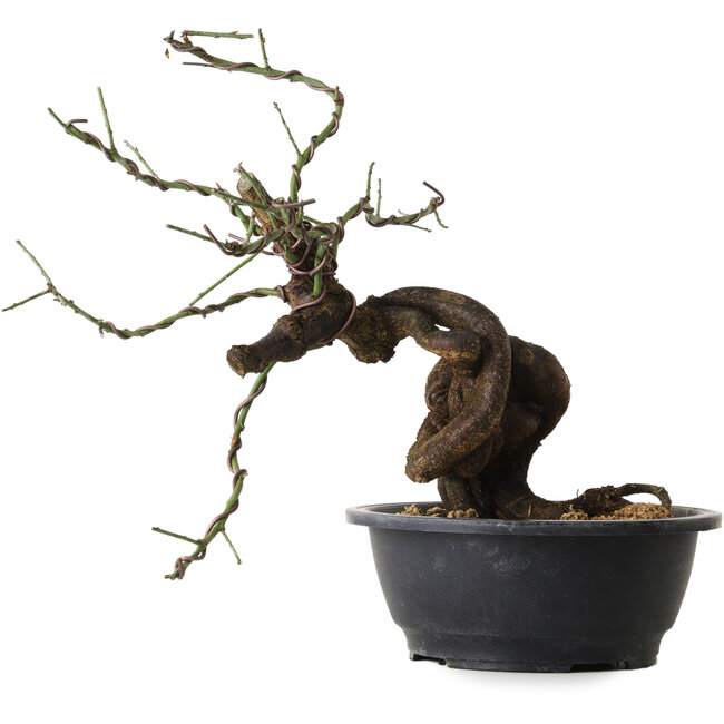 Prunus mume rosado, 36 cm, ± 15 años