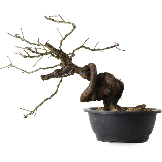 Prunus mume pink, 36 cm, ± 15 years old