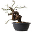 Prunus mume pink, 36 cm, ± 15 jaar oud