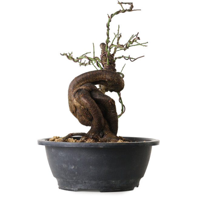 Prunus mume pink, 36 cm, ± 15 jaar oud