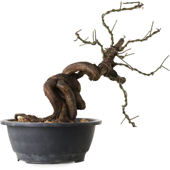 Prunus mume rosado, 36 cm, ± 15 años