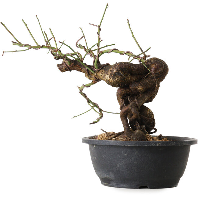 Prunus mume pink, 28 cm, ± 15 Jahre alt