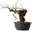 Prunus mume pink, 28 cm, ± 15 jaar oud
