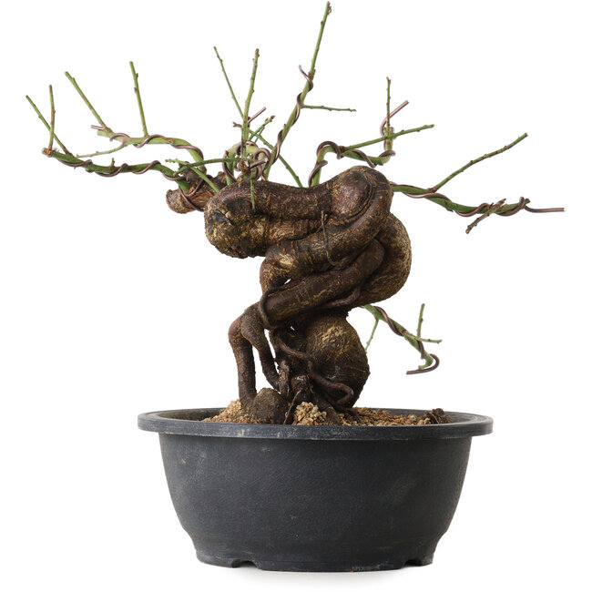 Prunus mume rosa, 28 cm, ± 15 anni