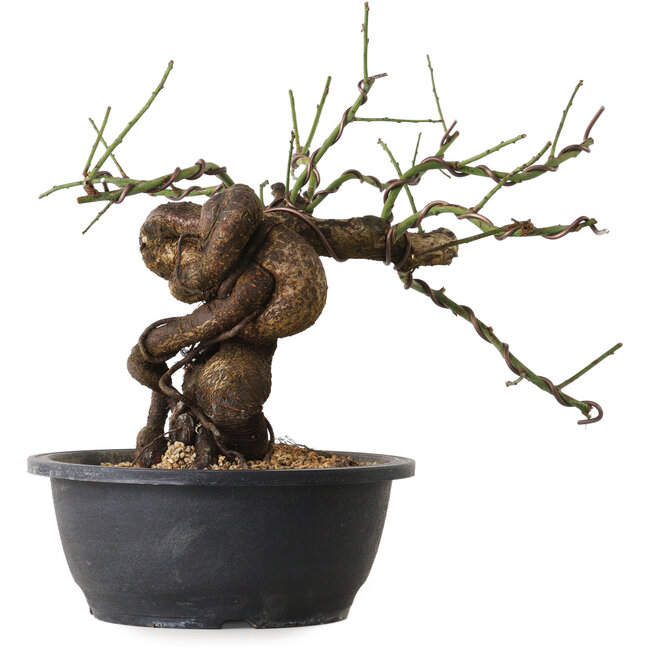 Prunus mume pink, 28 cm, ± 15 years old