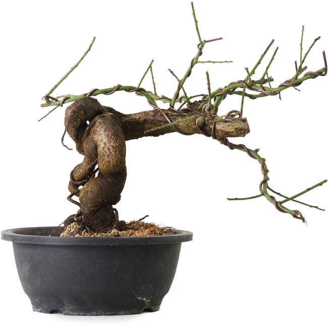 Prunus mume pink, 28 cm, ± 15 years old