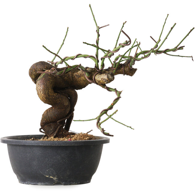 Prunus mume pink, 28 cm, ± 15 jaar oud