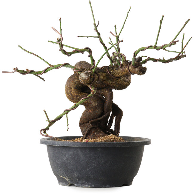 Prunus mume pink, 28 cm, ± 15 Jahre alt