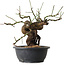 Prunus mume pink, 28 cm, ± 15 jaar oud