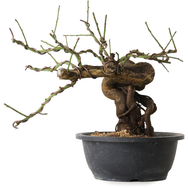 Prunus mume pink, 28 cm, ± 15 years old