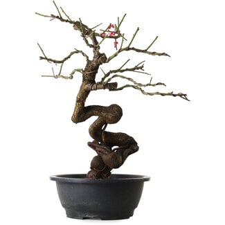 Prunus mume pink, 46 cm, ± 15 years old
