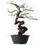 Prunus mume rosado, 46 cm, ± 15 años
