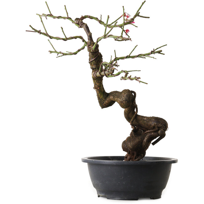 Prunus mume rosado, 46 cm, ± 15 años