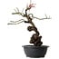 Prunus mume pink, 46 cm, ± 15 years old