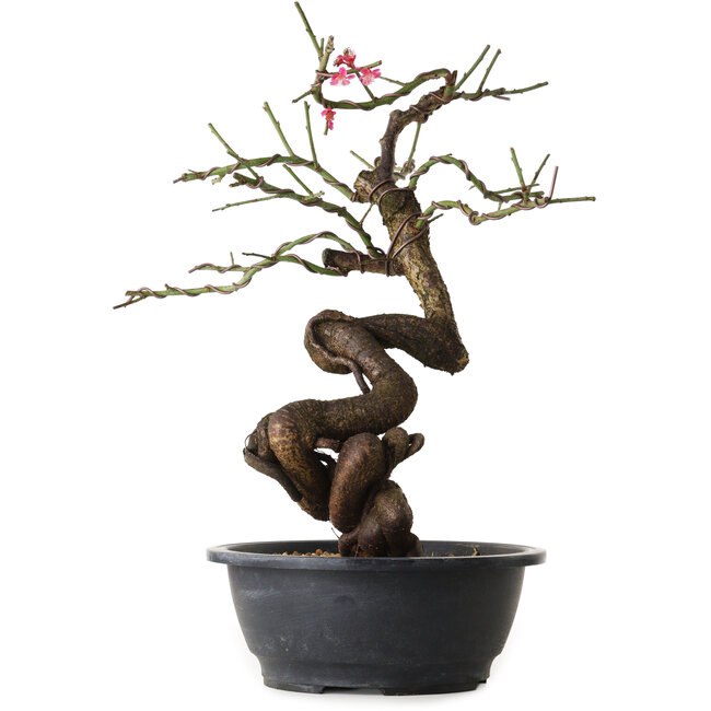 Prunus mume pink, 46 cm, ± 15 years old