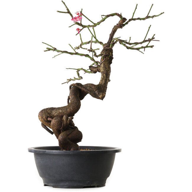 Prunus mume pink, 46 cm, ± 15 Jahre alt