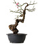 Prunus mume pink, 46 cm, ± 15 Jahre alt