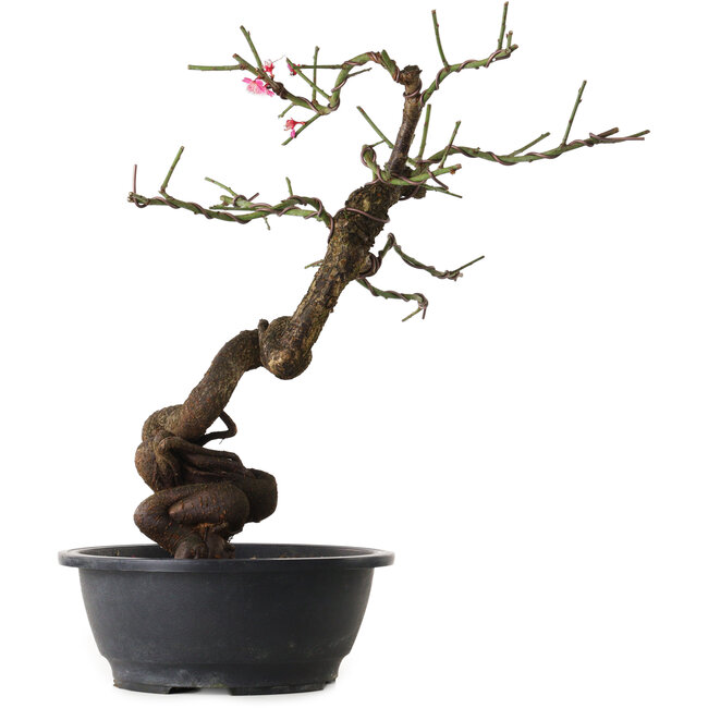Prunus mume pink, 46 cm, ± 15 years old