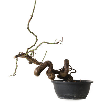 Prunus mume pink, 42 cm, ± 15 years old