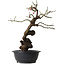Prunus mume pink, 46 cm, ± 15 Jahre alt