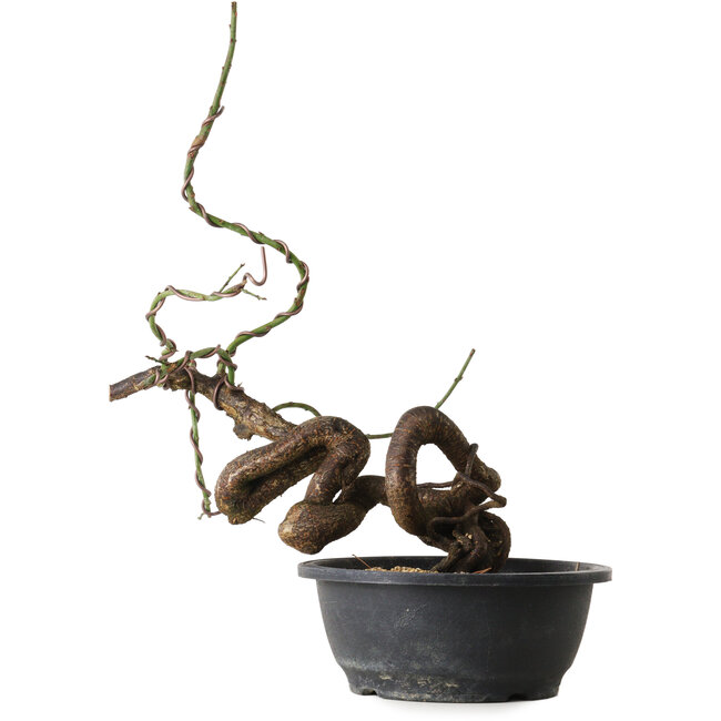 Prunus mume pink, 42 cm, ± 15 Jahre alt