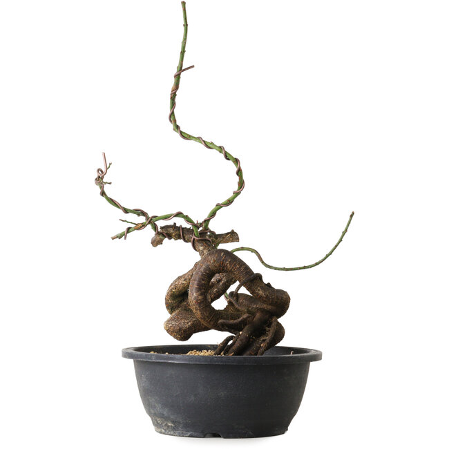 Prunus mume pink, 42 cm, ± 15 Jahre alt