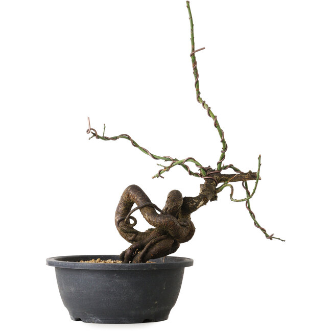 Prunus mume pink, 42 cm, ± 15 Jahre alt